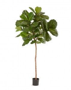 Фикус Лирата Style на штамбе