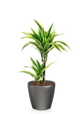 Драцена Лемон Лайм 2 ствола 17/65 см в CLASSICO LS 21, антрацитовый металлик Драцена Лемон Лайм 2 ствола 17/65 см в CLASSICO LS 21, антрацитовый металлик