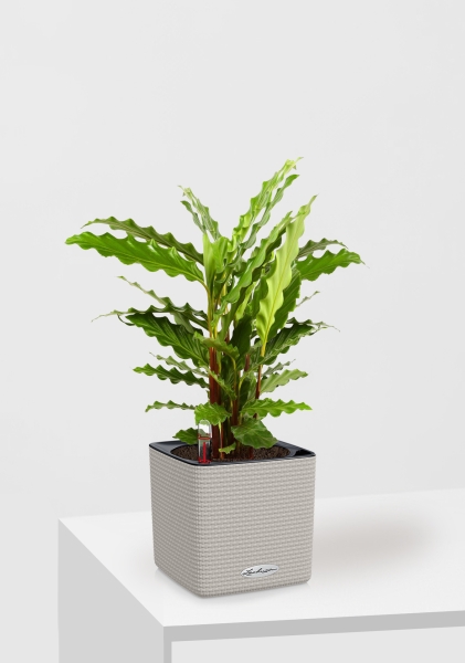 Калатея Руфибарба 12/50 см в CUBE COLOR 14