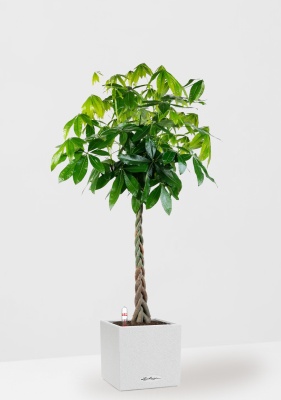 Пахира Акватика 30/170 см в CANTO STONE LOW 40, песочный белый