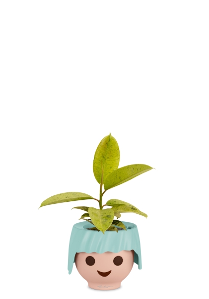 Фикус Эластика Шривериана 12/30 см OJO Фикус Эластика Шривериана 12/30 см OJO