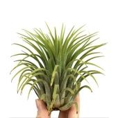 Тилландсия Ionantha Groen Xxxl d10 см h10 см Тилландсия Ionantha Groen Xxxl d10 см h10 см