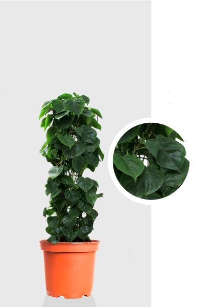 Филодендрон Сканденс на решетке 24/120 см