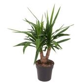 Юкка Branched 2-arm d21 см 80 см