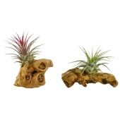 Тилландсия Hout Mini d8 см h10 см Тилландсия Hout Mini d8 см h10 см