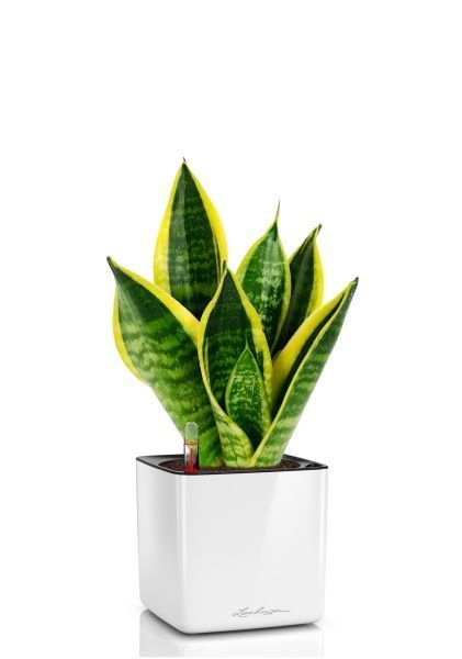 Сансевиерия Футура Суперба 14/40 см в CUBE GLOSSY 16