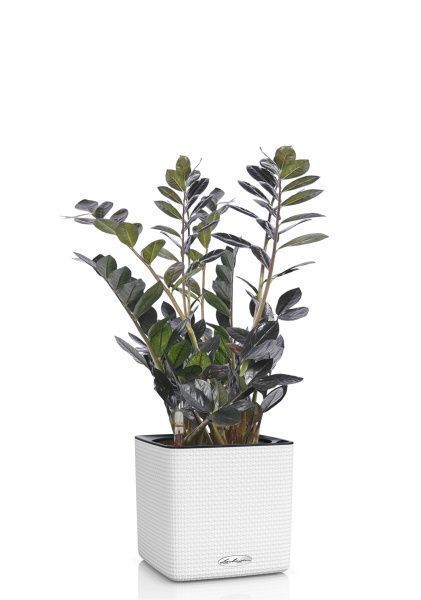 Замиокулькас Равен 15/50 в CUBE COLOR 16