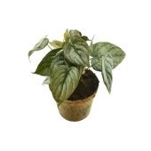 Филодендрон Brandtianum d12 см h25 см