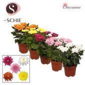 Хризантема Зембла d17 см h35 см тип 1