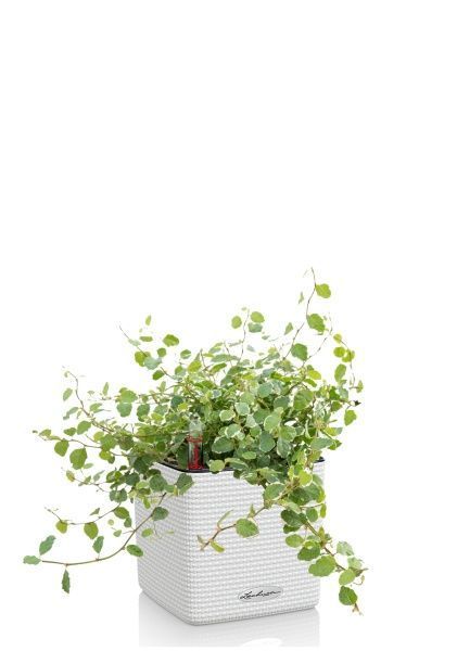 Фикус Пумила в CUBE COLOR 14