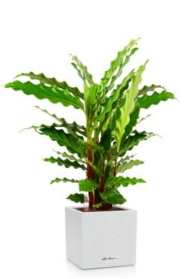 Калатея Руфибарба 12/50 см в CANTO STONE 14, песочный белый