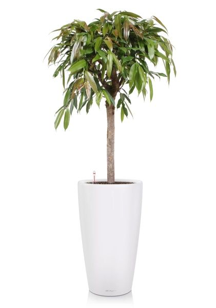 Фикус Амстел Кинг на штамбе 27/120 в RONDO 40 Фикус Амстел Кинг на штамбе 27/120 в RONDO 40