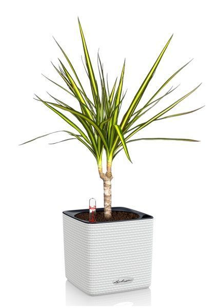 Драцена Маргината Санрей 12/40 см в CUBE COLOR 14