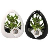 Бамбук Лаки "Round 2 Big In Ikebana Ceramic B" d19 см h25 см Бамбук Лаки "Round 2 Big In Ikebana Ceramic B" d19 см h25 см