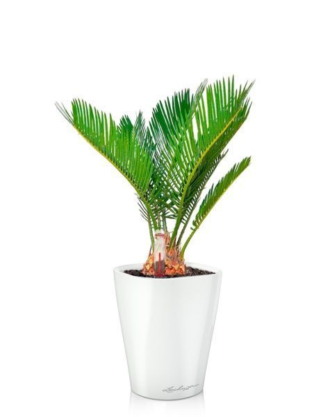 Цикас Революта 9/30 см в MINI DELTINI 10 Цикас Революта 9/30 см в MINI DELTINI 10