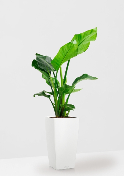 Стрелиция Николай 17/60 см в CUBICO COLOR 22