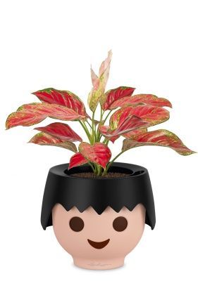 Аглаонема Корал Ред в OJO, черный Аглаонема Корал Ред в OJO, черный