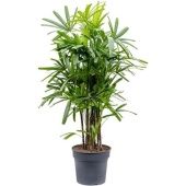 Рапис Excelsa d34 см h160 см Рапис Excelsa d34 см h160 см