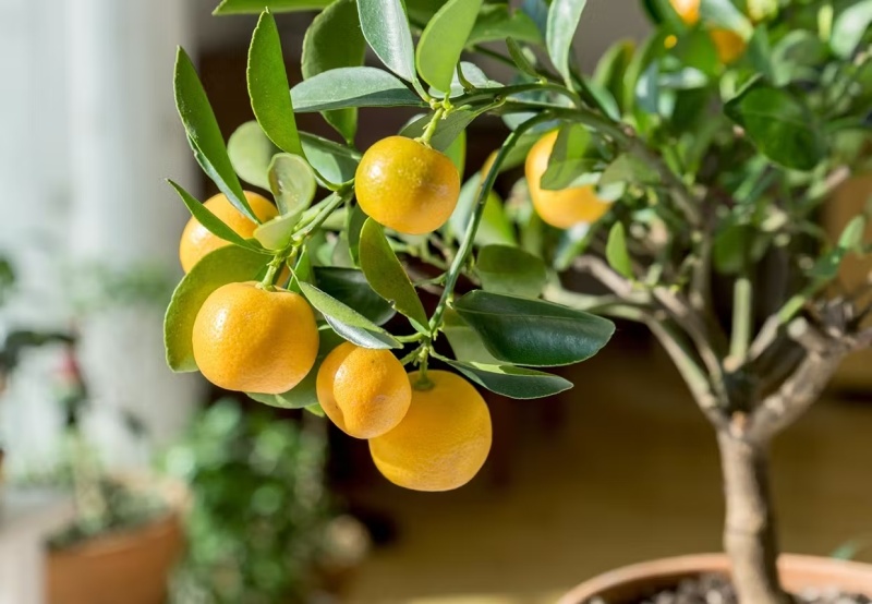 Цветы, плоды и аромат: всё о цитрусе каламондин в интерьере