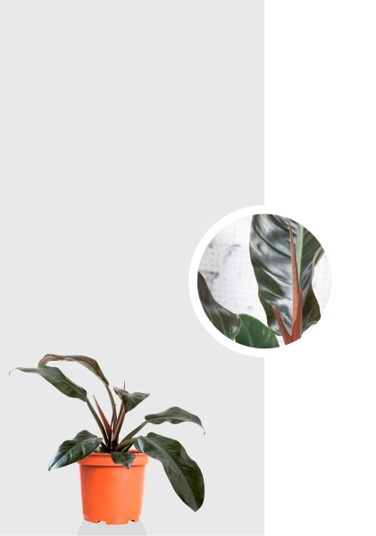 Филодендрон Империал Ред 12/30 см