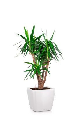 Юкка бранч 31/150 см в QUADRO LS 43, белый блестящий