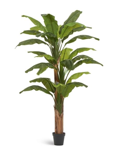 Банановое дерево 245 см