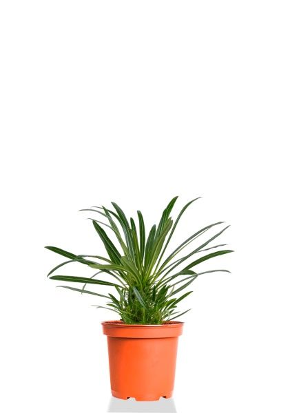 Пахиподиум Ламера 9/18 см