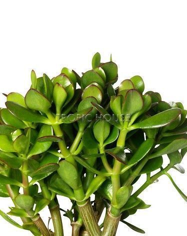 Набор "Денежные деревья" в OJO 25 см