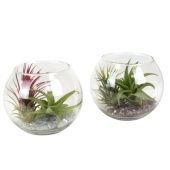 Тилландсия Glas Bol Medium d12 см h30 см