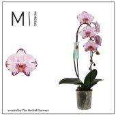 Фаленопсис Cascade Sacrifice 1 ствол d12 см h60 см