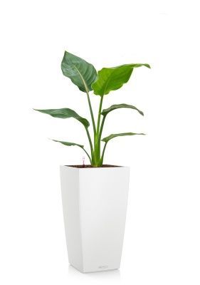 Стрелиция Регина 17/80 см в CUBICO COLOR 22, белый