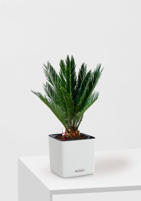 Цикас CUBE COLOR 14/40 см Белый Цикас CUBE COLOR 14/40 см Белый