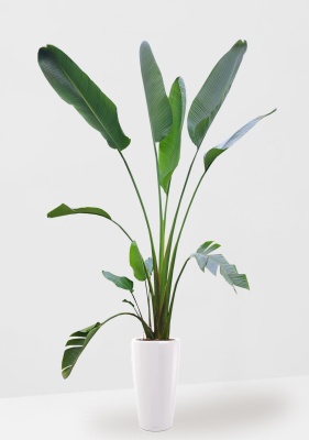 Стрелиция Николай 33/300 см в RONDO 40 Стрелиция Николай 33/300 см в RONDO 40