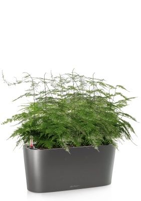 Аспарагус в DELTA 20, антрацитовый металлик