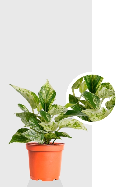 Сциндапсус Марбл Квин 12/20 см