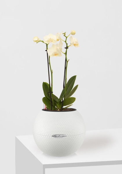 Орхидея Фаленопсис мини микс 9/30 см в PURO 20