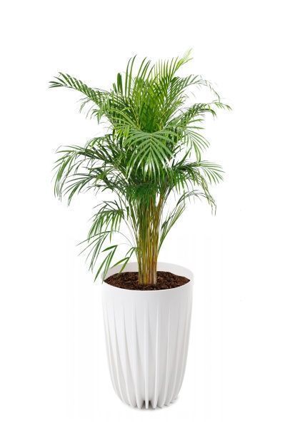 Хризалидокарпус Арека 24/160 см в LAMELA MIRA tall 30