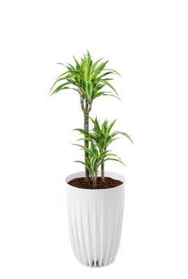 Драцена Лемон Лайм 3 ствола 21/100 см в MIRA tall 30, белый Драцена Лемон Лайм 3 ствола 21/100 см в MIRA tall 30, белый