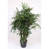 Рапис Excelsa d40 см h210 см Рапис Excelsa d40 см h210 см