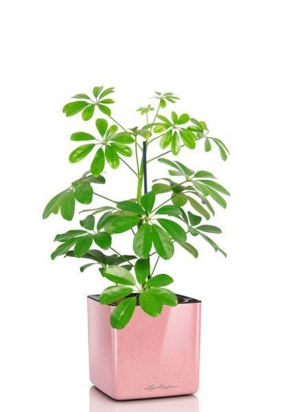 Шеффлера Нора 12/40 см в CUBE GLOSSY KISS 14