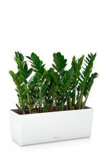 Замиокулькас в BALCONERA COLOR 50 Замиокулькас в BALCONERA COLOR 50