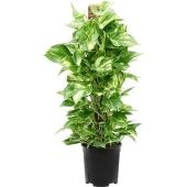 Эпипремнум Сциндарсус Ауреум d19 см h80 см