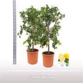 Цитрус Лимон на стволе d40 см h170 см