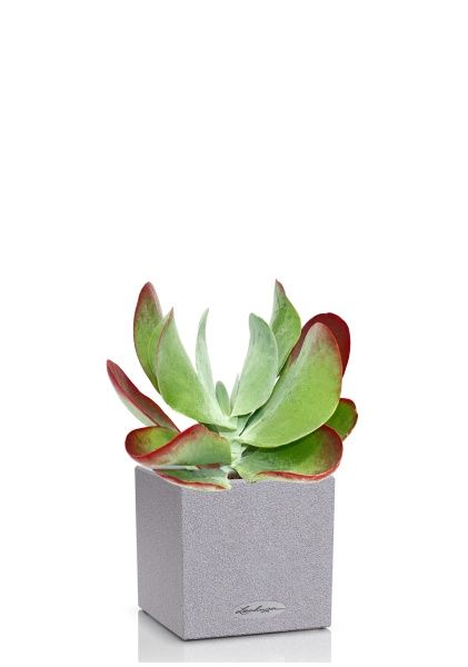 Каланхоэ тирсифолия Ред Липс 12/20 см в CANTO STONE 14