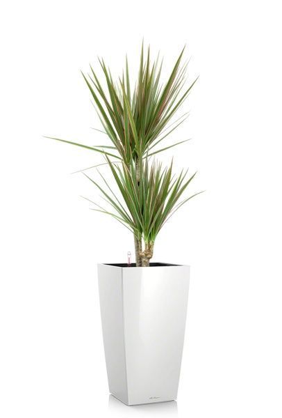 Драцена Маргината Биколор 2 ствола 17/70 см в CUBICO 22 Драцена Маргината Биколор 2 ствола 17/70 см в CUBICO 22