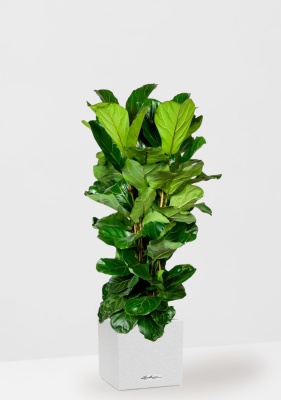 Фикус Лирата 3 ствола 34/150 см в CANTO STONE LOW 40, песочный белый Фикус Лирата 3 ствола 34/150 см в CANTO STONE LOW 40, песочный белый