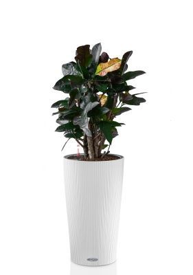 Кротон (Кодиеум) Вилма 17/70 см в CILINDRO 23,белый