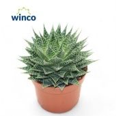 Алоэ Аристата 12/20 см Алоэ Аристата 12/20 см