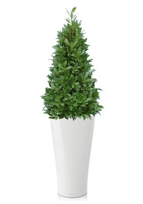 Лавр пирамида в DELTA 30, белый блестящий Лавр пирамида в DELTA 30, белый блестящий