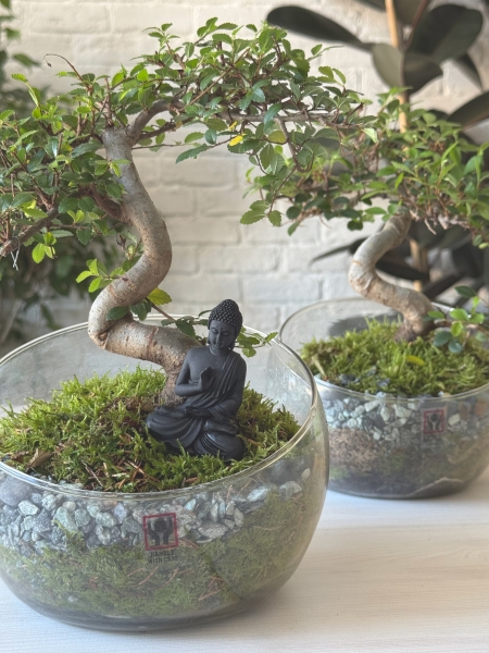 Бонсай микс в стекле 11/15 см Бонсай микс в стекле 11/15 см